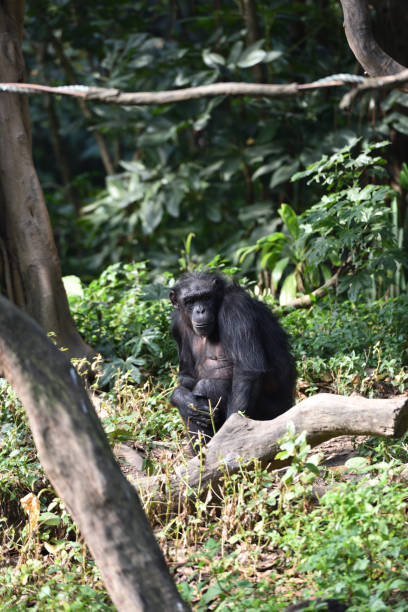 istock Chimpanzee, a kind of apes 1222505122