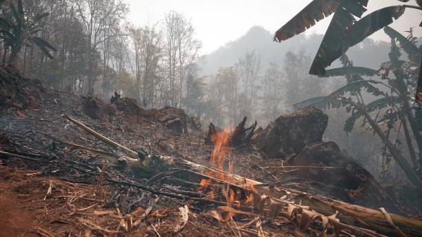 istock Global warming crisis. Slash and burn agriculture. Climate change, deforestation 1222505316