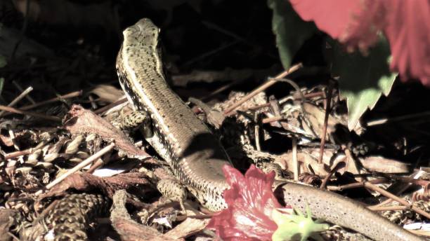 um lagarto - lizard landscape desert australia - fotografias e filmes do acervo