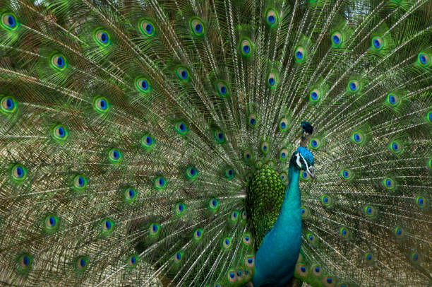 istock Potrait of peacock with beak and beautiful tail. 1222507892
