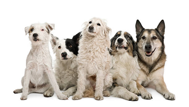 istock Mixed-breeds, border collie, Australian shepherd, parson russel terrier, white background. 122250910