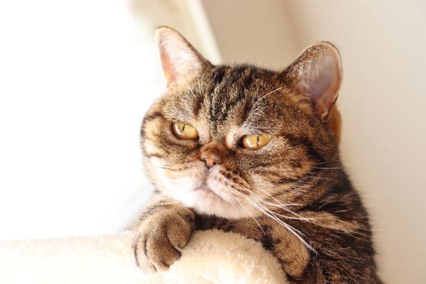 istock A little scary face cat in the light. 1222509116