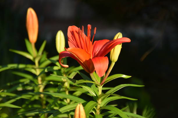 istock A red tiger lily flower in the sunshine 1222509157