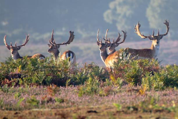 Deer in New Forest New Forest deer in summertime in Hampshire new forest stock pictures, royalty-free photos & images