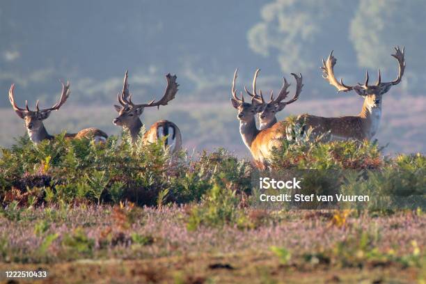 Deer In New Forest Stock Photo - Download Image Now - New Forest National Park, UK, Hampshire - England