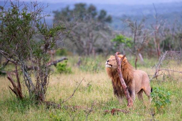 istock Male lion in the wild 1222511039