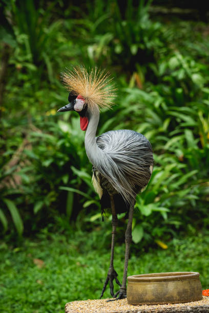 istock Beautiful birds at tropical zoo. Natural background 1222511049