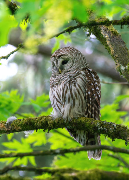 istock Barred owl on the branch 1222511996