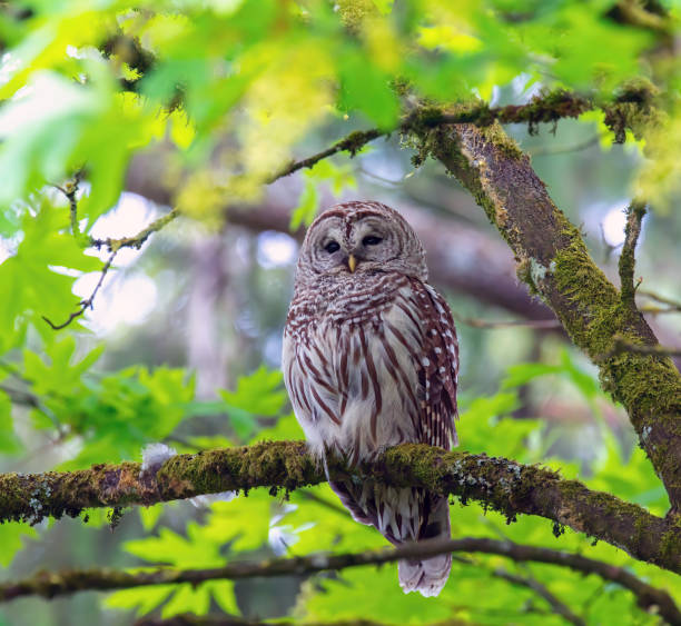 istock Barred owl on the branch 1222512049