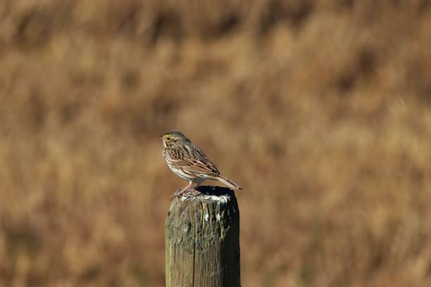 savannah sparrow encaramado en un poste de la cerca - passerculus sandwichensis fotografías e imágenes de stock