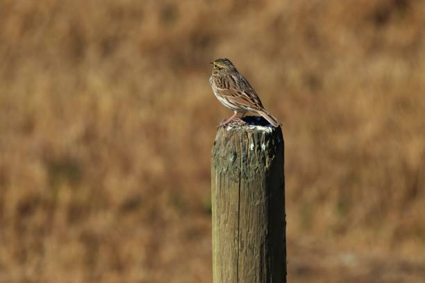 passero savannah arroccato su un palo di recinzione - passerculus sandwichensis foto e immagini stock