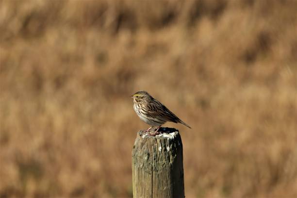 passero savannah arroccato su un palo di recinzione - passerculus sandwichensis foto e immagini stock