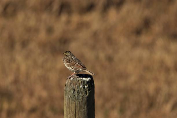 savannah sparrow encaramado en un poste de la cerca - passerculus sandwichensis fotografías e imágenes de stock