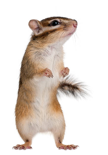 istock Siberian chipmunk, Euamias sibiricus, standing, white background. 122251223