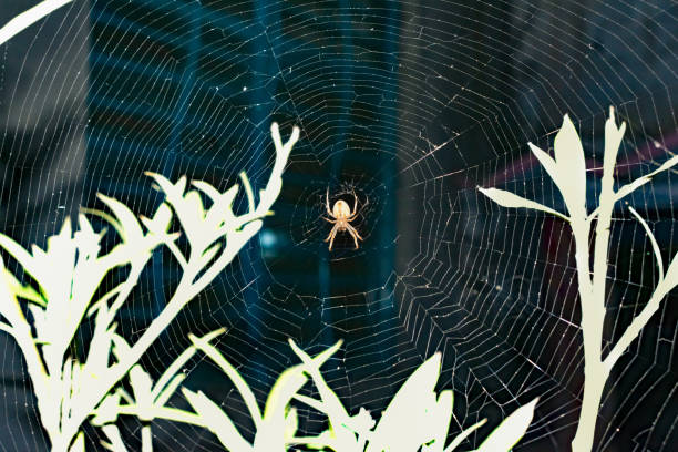 istock A large brown orb weaver spider on its web 1222513490