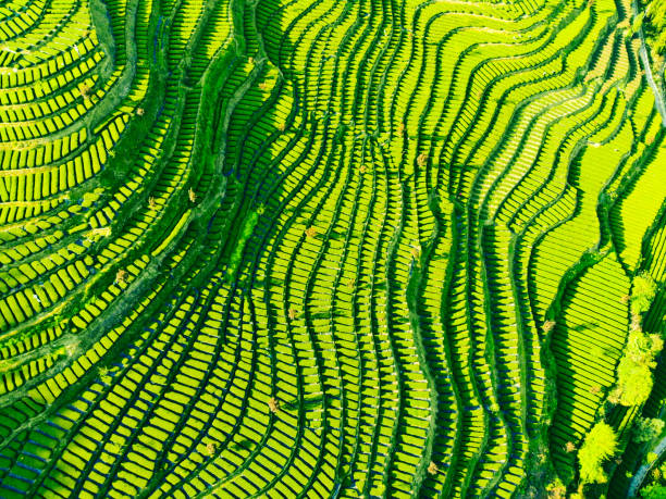 Aerial green tea garden