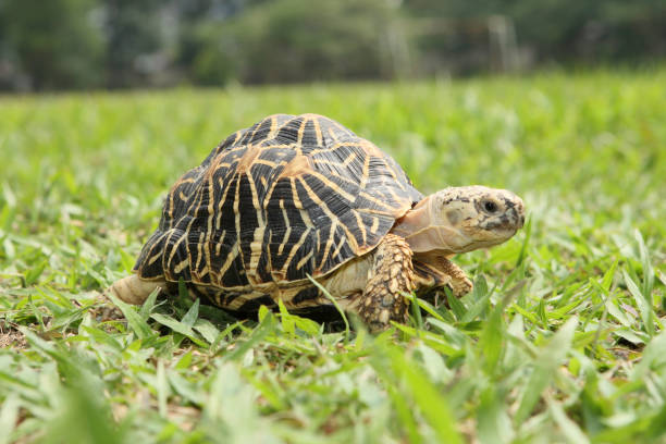 istock Close up view of turtle walking on the grass. 1222513664
