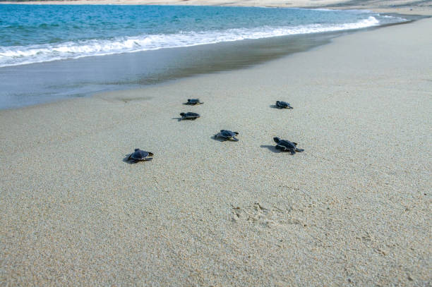 istock Group of baby sea turtle release into ocean 1222513667