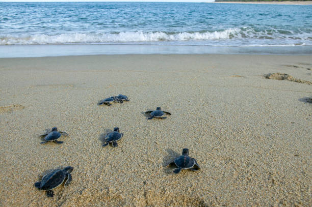 grupo de tortugas marinas bebé dando su primer paso hacia el océano - turtle young animal beach sand fotografías e imágenes de stock