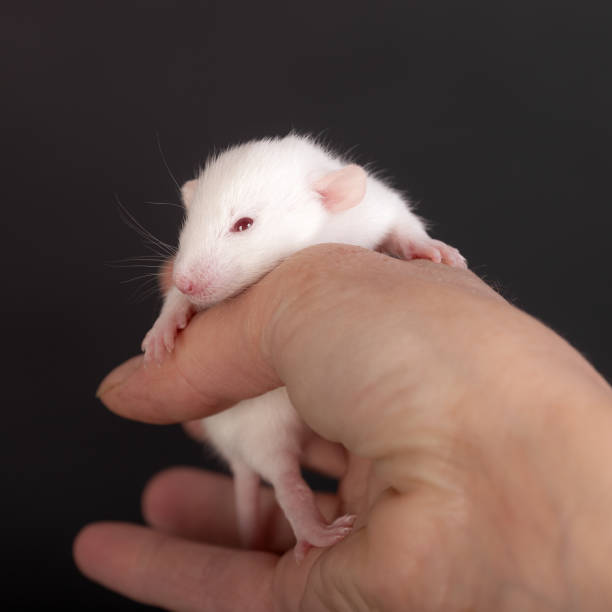 istock baby rat in the palm 1222514464