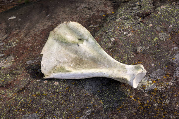 istock A find in Sweden, a big old bone, probably a shoulder blade from an elk or deer. 1222514576