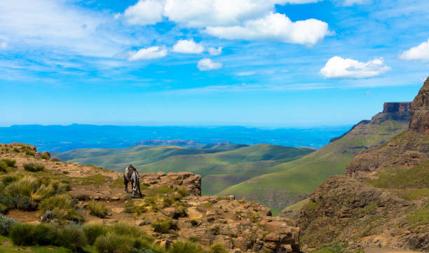 basuto kucyk lub konie pasące się spokojnie w górach lesotho w pobliżu przełęczy sani, afryka - lesotho zdjęcia i obrazy z banku zdjęć