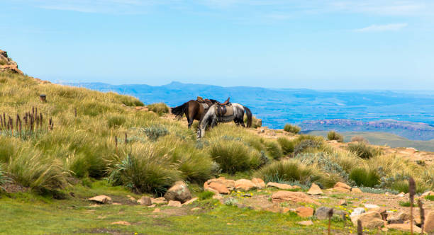 pony basuto o cavalli che pascolano pacificamente sulle montagne del lesotho vicino al passo sani, africa - sella pass foto e immagini stock