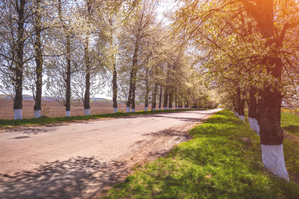 istock Country road on a spring sunny day 1222515383