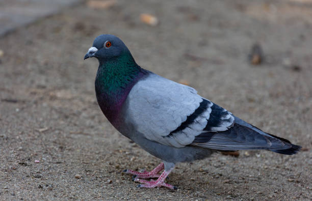 istock Pigeon waking  in park 1222516309