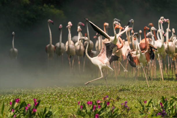 istock Flamingos at Tropical 1222517299