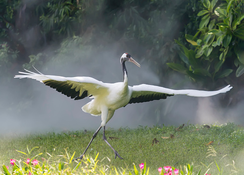 Red crowned crane in green grass