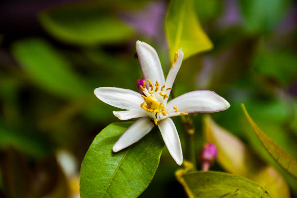 istock flower of the lemon tree 1222518486