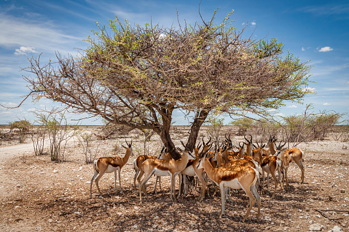 Etosha National Park Namibia Heat. Antelopes hiding together in the shadow of a prairie camelthorn tree in the Etosha National Park Nature Reserve. Etosha Pan, Etosha National Park, Wildlife Reserve, Namibia, Southwest Africa, Africa.