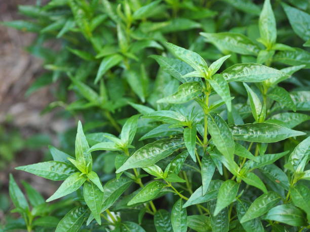 King of bitters scientific name Andrographis paniculata Burm, Wall. Ex Nees, Fah Talai jhon, Thai herbs relieve sore throat, reduce fever, heat up the cold green leaves vegetable nature protect coronavirus, covid-19 rey de amargos nombre científico andrographis paniculata burm, muro. ex nees, fah talai jhon, hierbas tailandesas alivian el dolor de garganta, reducen la fiebre, calientan las hojas verdes frías naturaleza vegetal protegen coronavirus, cóvido-19