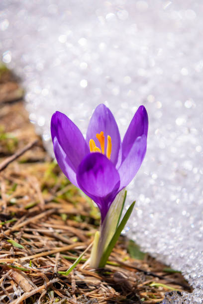 Spring Crocus Flower in a Green Grass and Snow. Colchicum Autumnale with Purple Petals. Spring Crocus Flower in a Green Grass and Snow. Colchicum Autumnale with Purple Petals on Blurred Background. snow flowers stock pictures, royalty-free photos & images