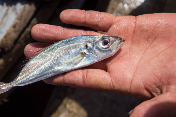 istock Man holding small sardine on hand, Essaouira, Morocco 1222520616