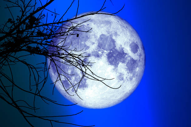 istock super full harvest moon on night sky back dry branch tree 1222521515