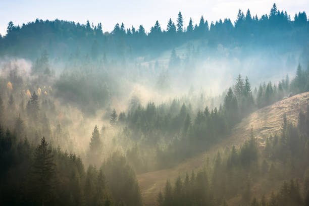 istock fog above the forest on the hill 1222521677
