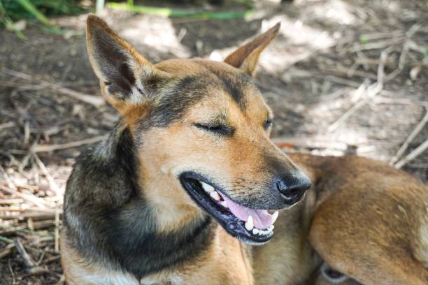 istock cute brown dog in nature garden 1222521680