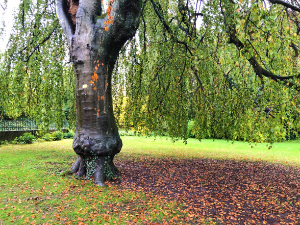 jardín adosado neobarroco o neubarocken terrassengarten, baden - cantón de aargau, suiza - neobaroque fotografías e imágenes de stock