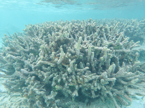 Branching coral colony in the clear seawater