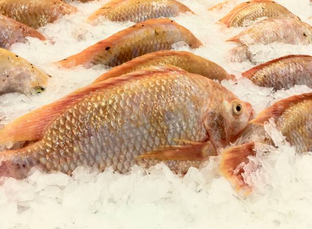 istock Freshness freshwater fishes 1222523946