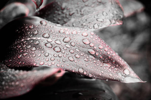 Dark Red cordyline plant leaves and water drops in the garden