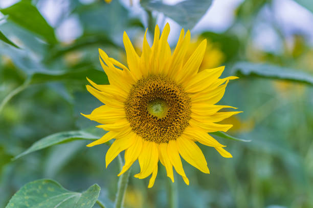 sonnenblumen erntereif - yarramalong stock-fotos und bilder