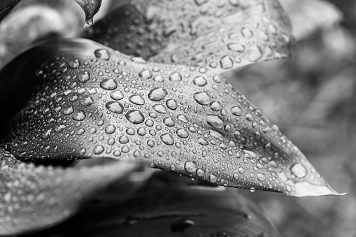 Cordyline plant leaves and water drops in the garden in black and white