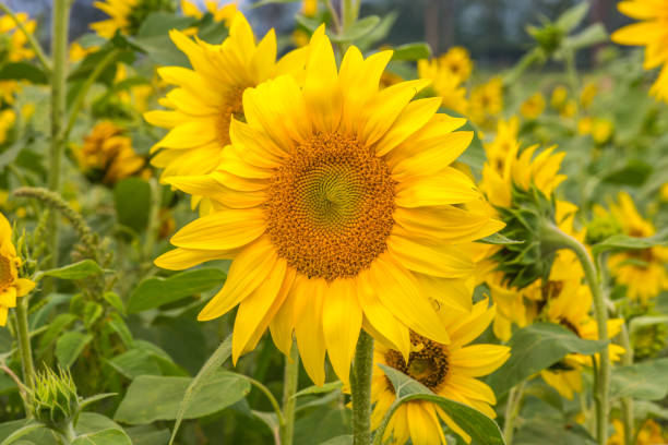 sonnenblumen erntereif - yarramalong stock-fotos und bilder