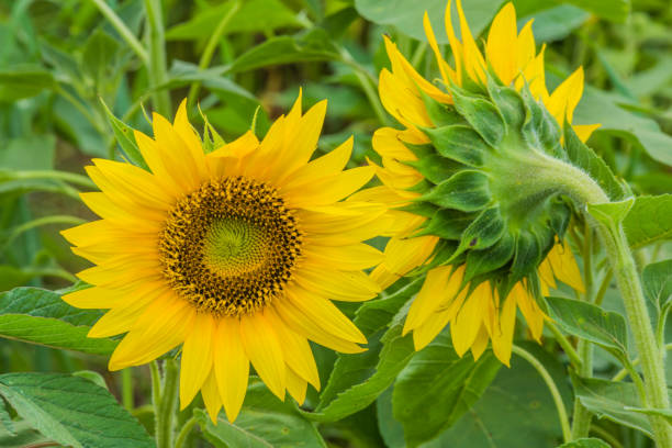 sonnenblumen erntereif - yarramalong stock-fotos und bilder