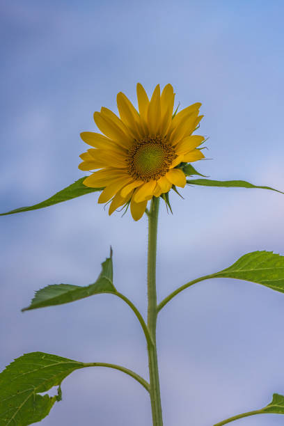 sonnenblumen erntereif - yarramalong stock-fotos und bilder