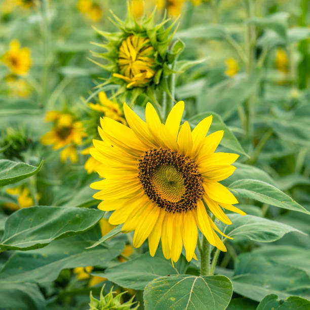 sonnenblumen erntereif - yarramalong stock-fotos und bilder