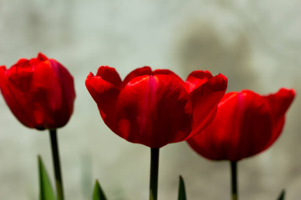 istock Three red tulips are with the washed out back background 1222526409